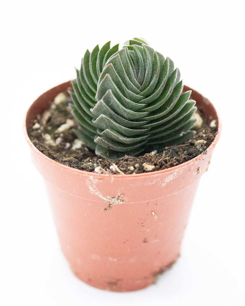 ﻿Aka Crassula Kimnachi, Crassula deceptor cv Kimnachii, Crassula Myron Kimnach.