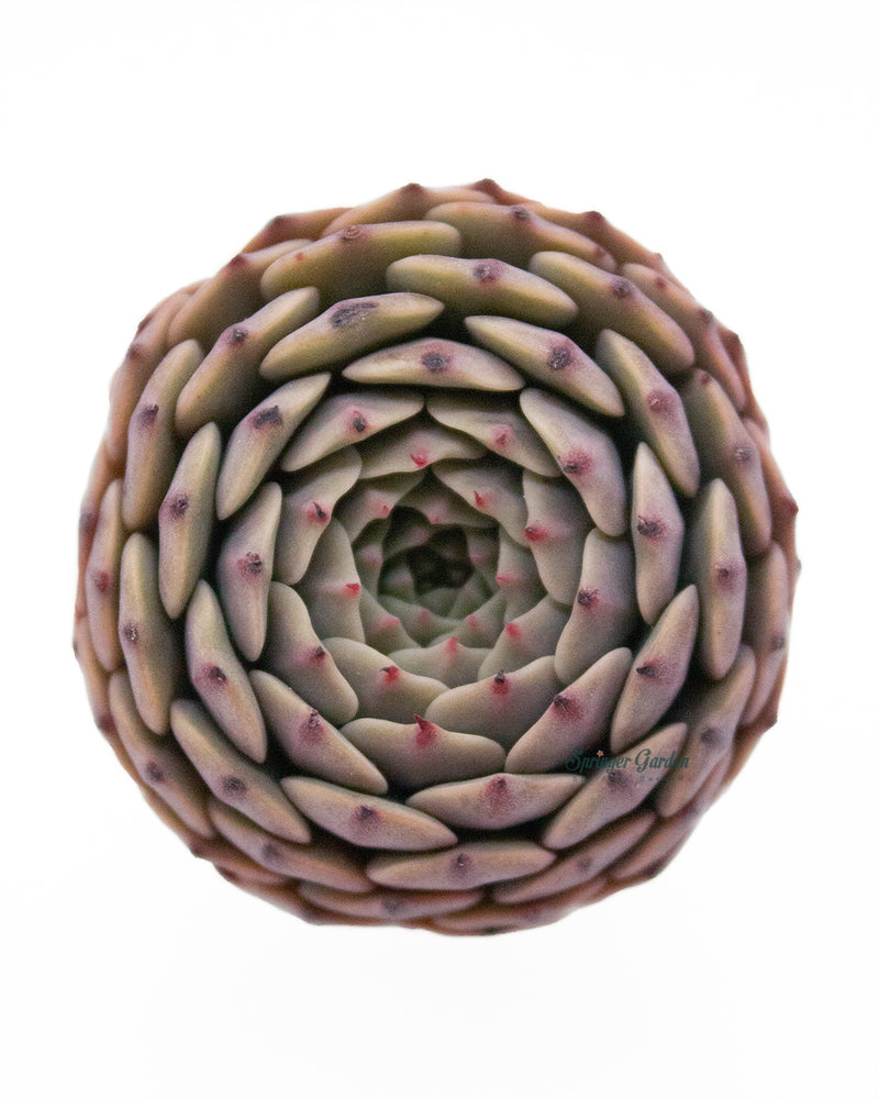Echeveria Tuxpan
