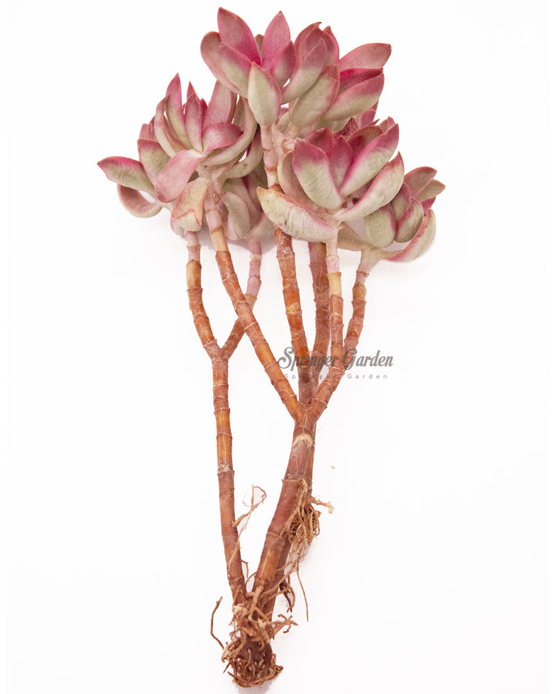Crassula Candy Cane Toronto's 5-star Bestseller nursery store selected local & Korean rare succulents; houseplants, indoor plants, selected handmade planters with a drainage hole, pots, bonsai pots, produced by ourselves, wholesale.