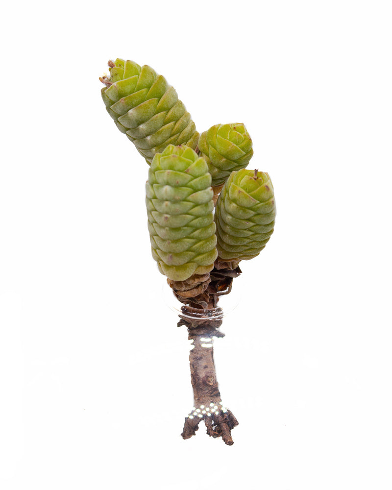 Crassula Columella