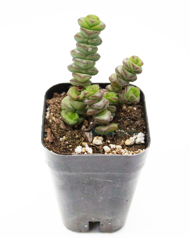 Crassula Marnieriana Jade Necklace