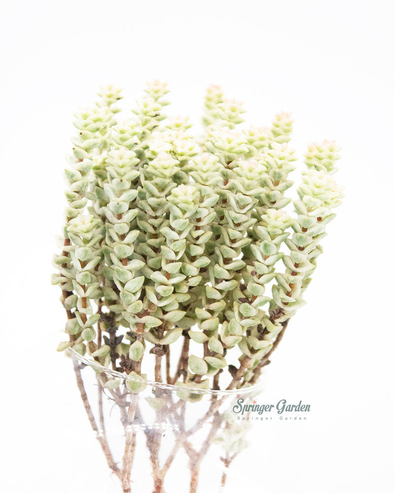 
                
                    Load image into Gallery viewer, Crassula Rupestris var. Toronto&amp;#39;s 5-star Bestseller nursery store selected local &amp;amp; Korean rare succulents; houseplants, indoor plants, selected handmade planters with a drainage hole, pots, bonsai pots, produced by ourselves, wholesale.
                
            