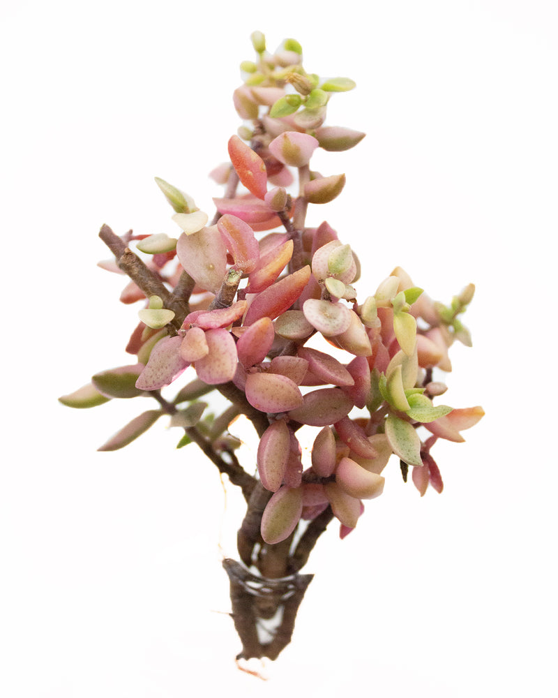 Crassula Volkensii Variegated Toronto's 5-star Bestseller nursery store selected local & Korean rare succulents; houseplants, indoor plants, selected handmade planters with a drainage hole, pots, bonsai pots, produced by ourselves, wholesale.
