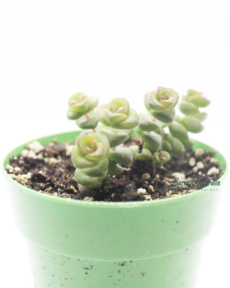 Crassula Marnieriana Jade Necklace