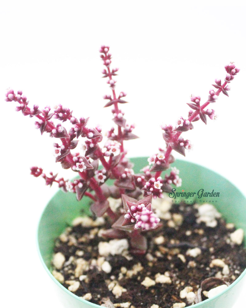Crassula Corymbulosa Red Pagoda Village