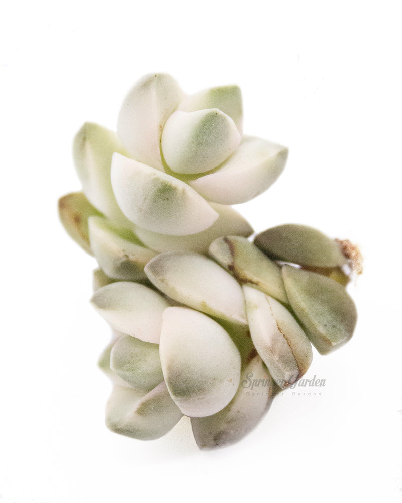 Crassula cv. Moonglow Toronto's 5-star Bestseller nursery store selected local & Korean rare succulents; houseplants, indoor plants, selected handmade planters with a drainage hole, pots, bonsai pots, produced by ourselves, wholesale.