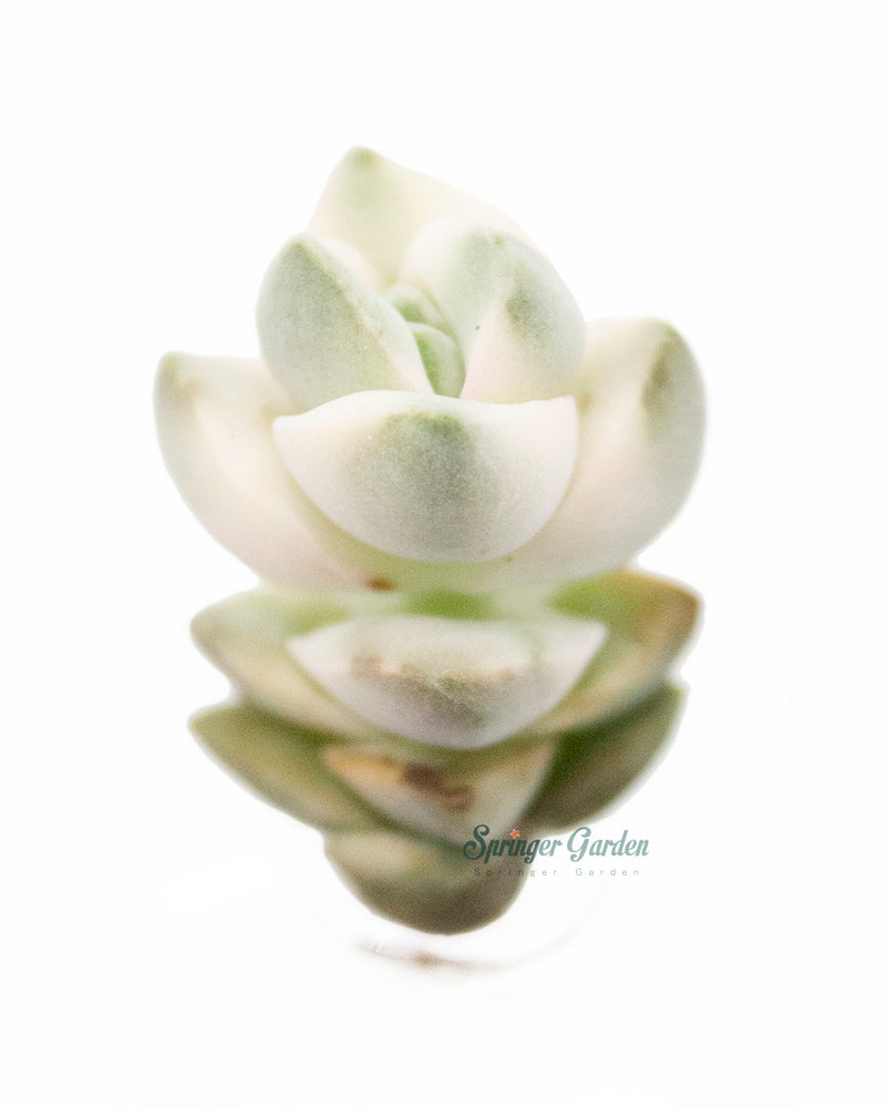 Crassula cv. Moonglow Toronto's 5-star Bestseller nursery store selected local & Korean rare succulents; houseplants, indoor plants, selected handmade planters with a drainage hole, pots, bonsai pots, produced by ourselves, wholesale.