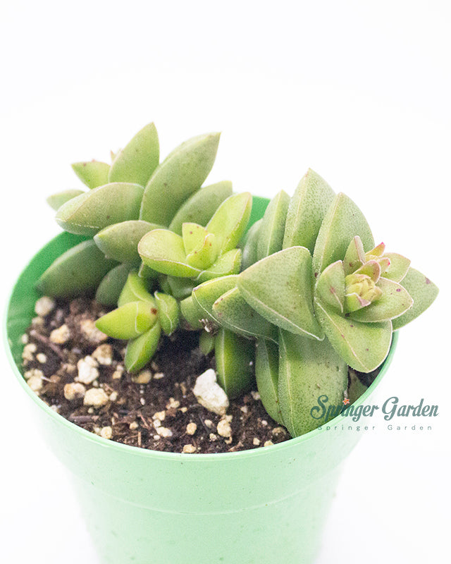 Crassula cv 'Moonglow'