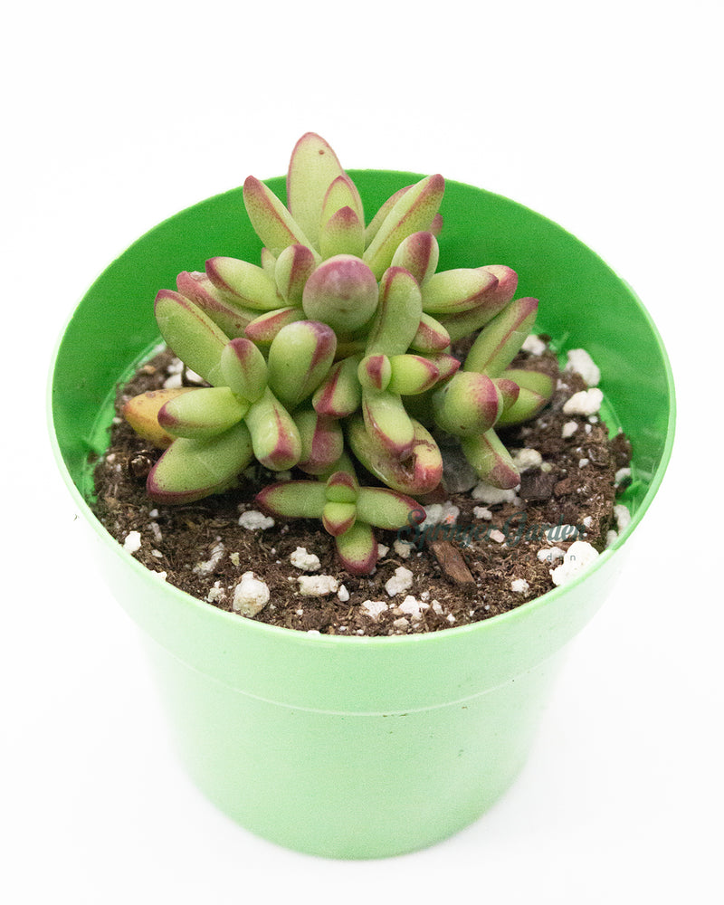 Crassula Nudicaulis var Herrei