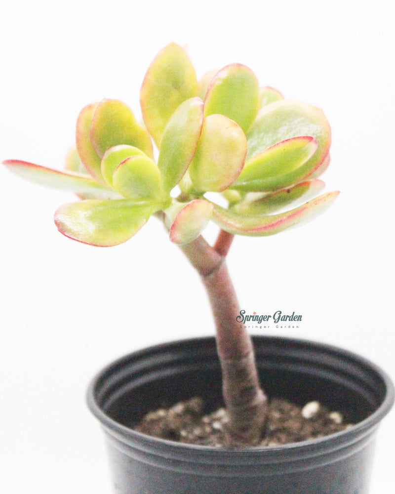 
                
                    Load image into Gallery viewer, Jade Plant/Ogre/Shrek Ears
                
            