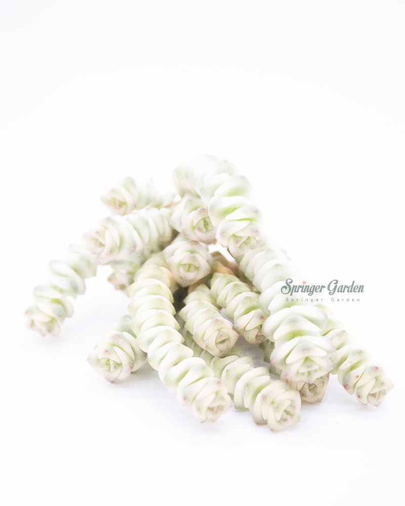 
                
                    Load image into Gallery viewer, Crassula Perforata var. Toronto&amp;#39;s 5-star Bestseller nursery store selected local &amp;amp; Korean rare succulents; houseplants, indoor plants, selected handmade planters with a drainage hole, pots, bonsai pots, produced by ourselves, wholesale.
                
            
