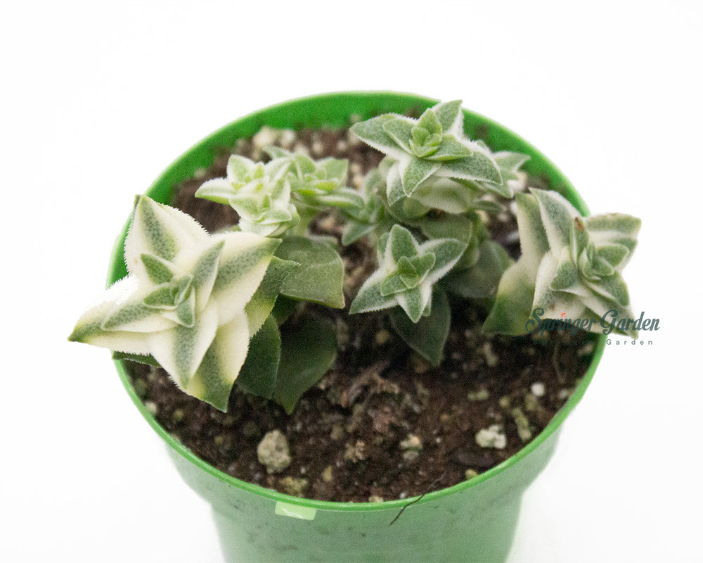 String of Buttons (Crassula perforata f. variegata) (Thunberg): One of the best-loved stacked Crassula species with alternating, triangular leaves of pale green and cream variegation. It is native to South Africa where it grows among rocks and in the crevices of cliffsides and blooms from midsummer to fall.