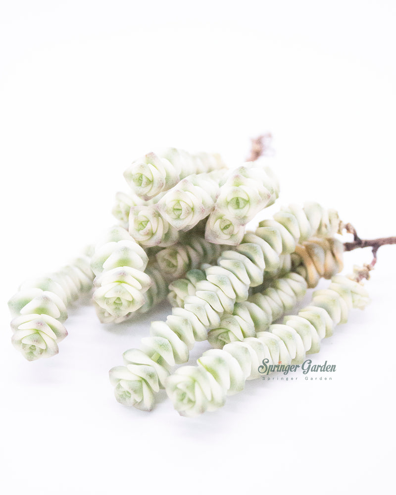 
                
                    Load image into Gallery viewer, Crassula Perforata var. Toronto&amp;#39;s 5-star Bestseller nursery store selected local &amp;amp; Korean rare succulents; houseplants, indoor plants, selected handmade planters with a drainage hole, pots, bonsai pots, produced by ourselves, wholesale.
                
            