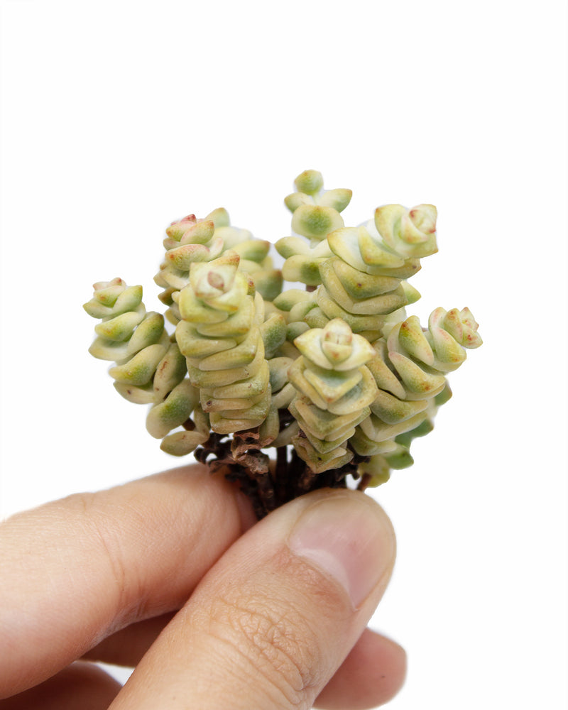 
                
                    Load image into Gallery viewer, Crassula Perforate var.
                
            