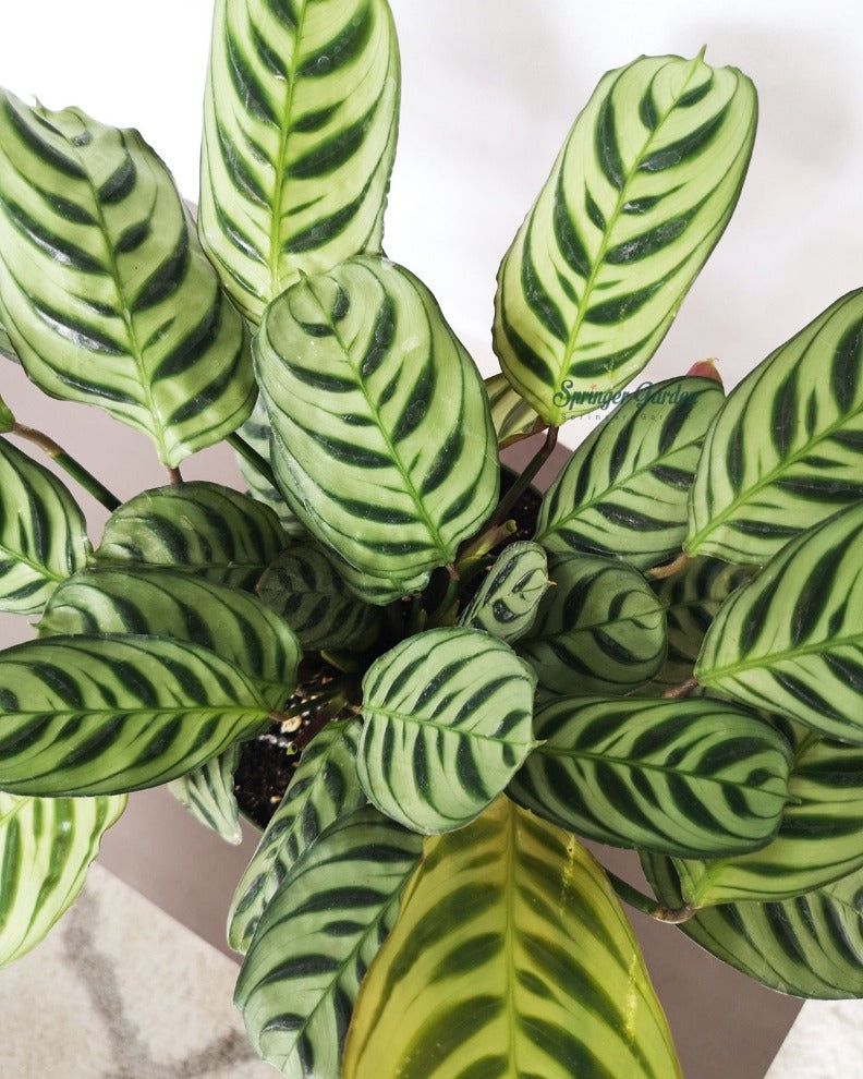 
                
                    Load image into Gallery viewer, Ctenanthe Burle-Marxii
                
            