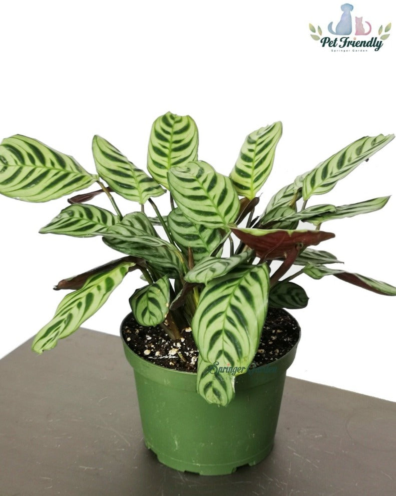 
                
                    Load image into Gallery viewer, Ctenanthe Burle-Marxii
                
            