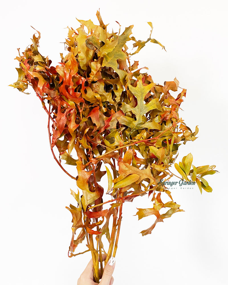 Dry Oak Leaves / Stem
