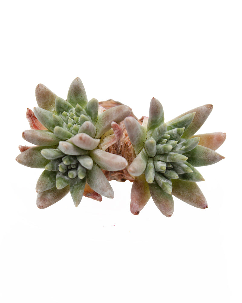 Dudleya White Greenii