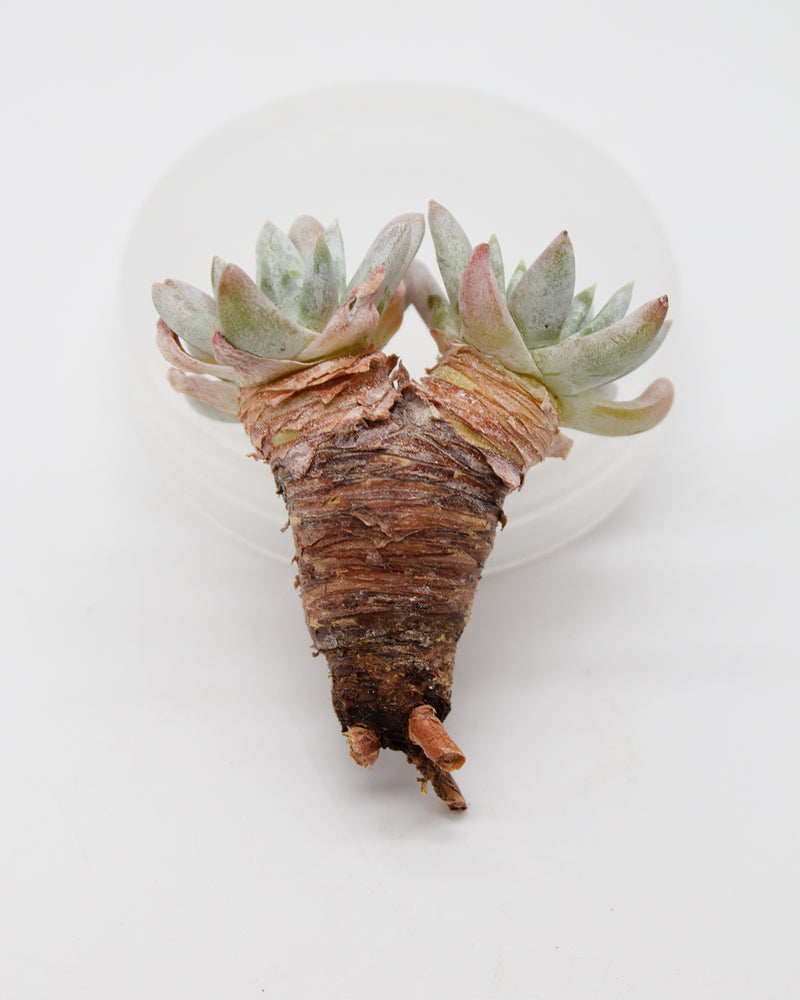 Dudleya White Greenii