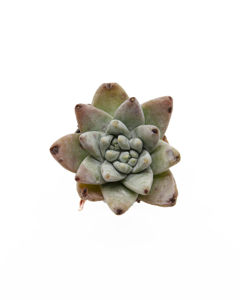 Dudleya White Greenii