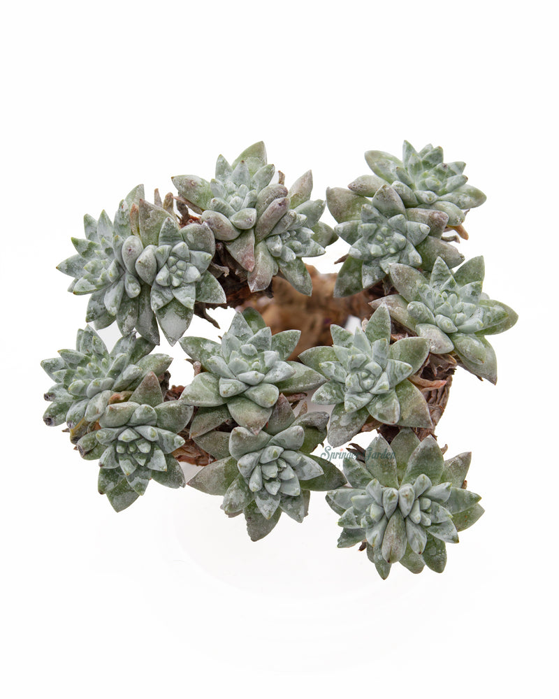 
                
                    Load image into Gallery viewer, Dudleya White Greenii Toronto&amp;#39;s 5-star Bestseller nursery store selected local &amp;amp; Korean rare succulents; houseplants, indoor plants, selected handmade planters with a drainage hole, pots, bonsai pots, produced by ourselves, wholesale.
                
            