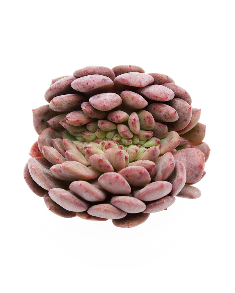 Echeveria Ariel