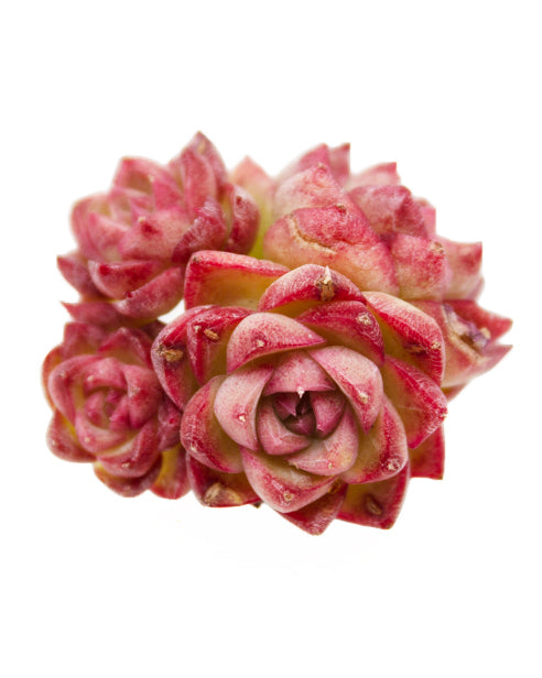 
                
                    Load image into Gallery viewer, Echeveria Celebrity
                
            