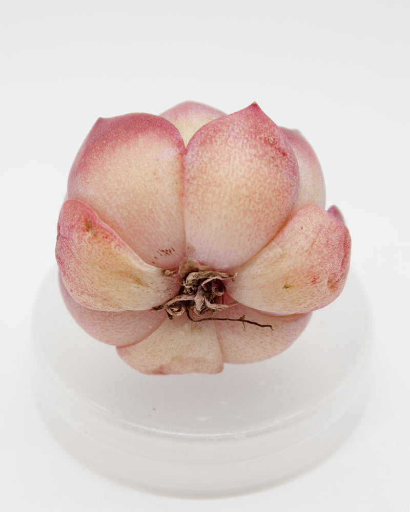 
                
                    Load image into Gallery viewer, Echeveria Jelly Carol
                
            