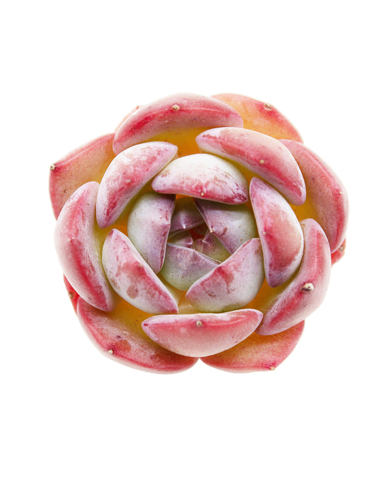 Echeveria Jelly Carol