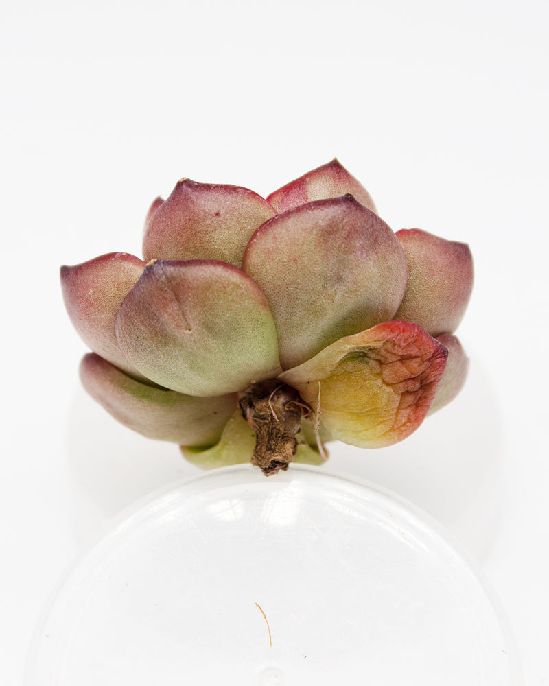 Echeveria Montblanc