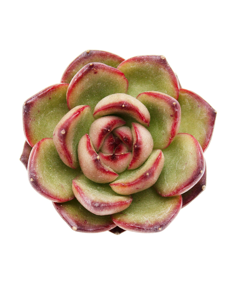 Echeveria Montblanc