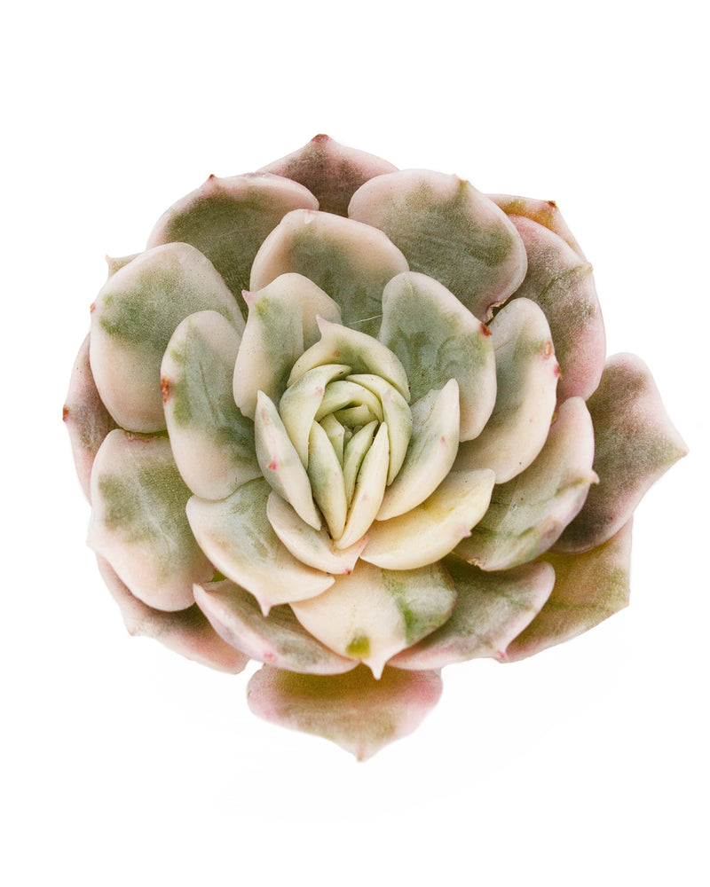 
                
                    Load image into Gallery viewer, Echeveria Onslow Var. (Cluster)
                
            