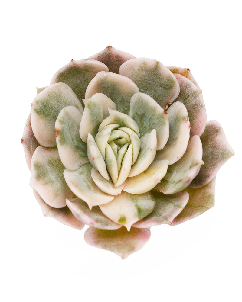 Echeveria Onslow var.