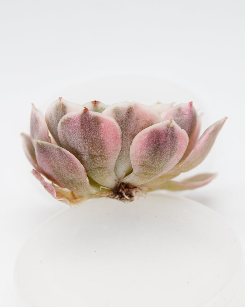 
                
                    Load image into Gallery viewer, Echeveria Onslow Var. (Cluster)
                
            
