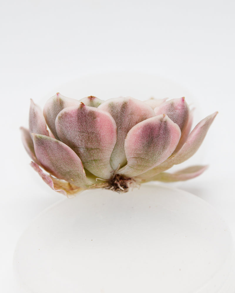 
                
                    Load image into Gallery viewer, Echeveria Onslow var.
                
            