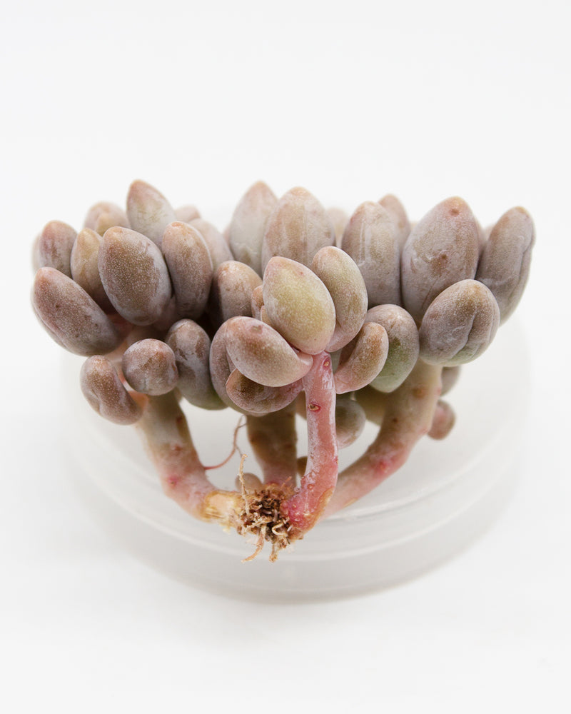 Echeveria Pink Lover