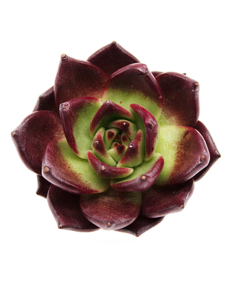 Echeveria Rubin