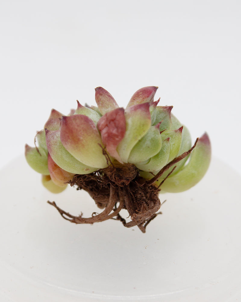 Echeveria Sara Himebotan