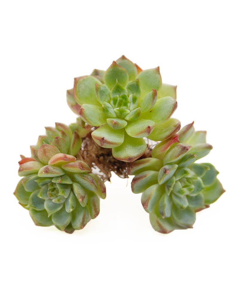 Echeveria Sara Himebotan