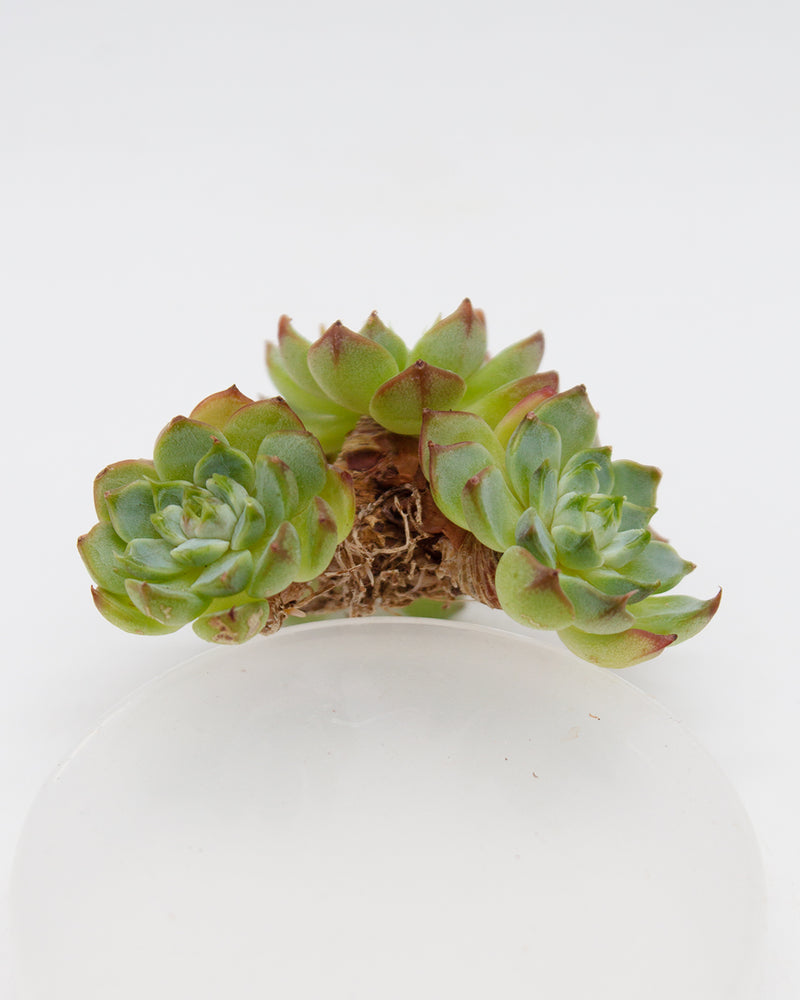 Echeveria Sara Himebotan