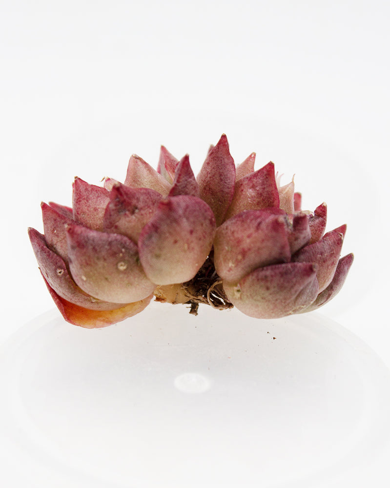 Echeveria Sea Shell