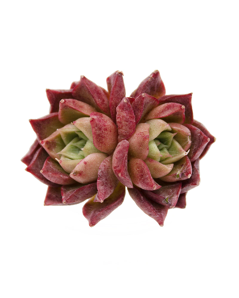 Echeveria Sea Shell