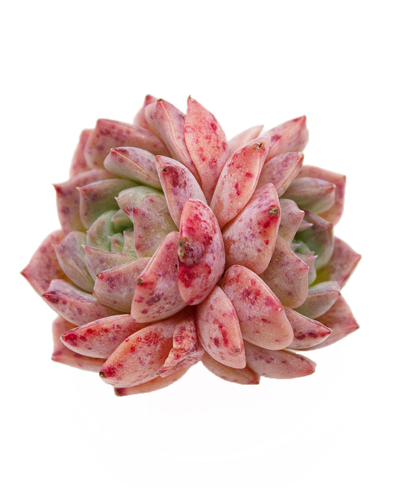 Echeveria Snow