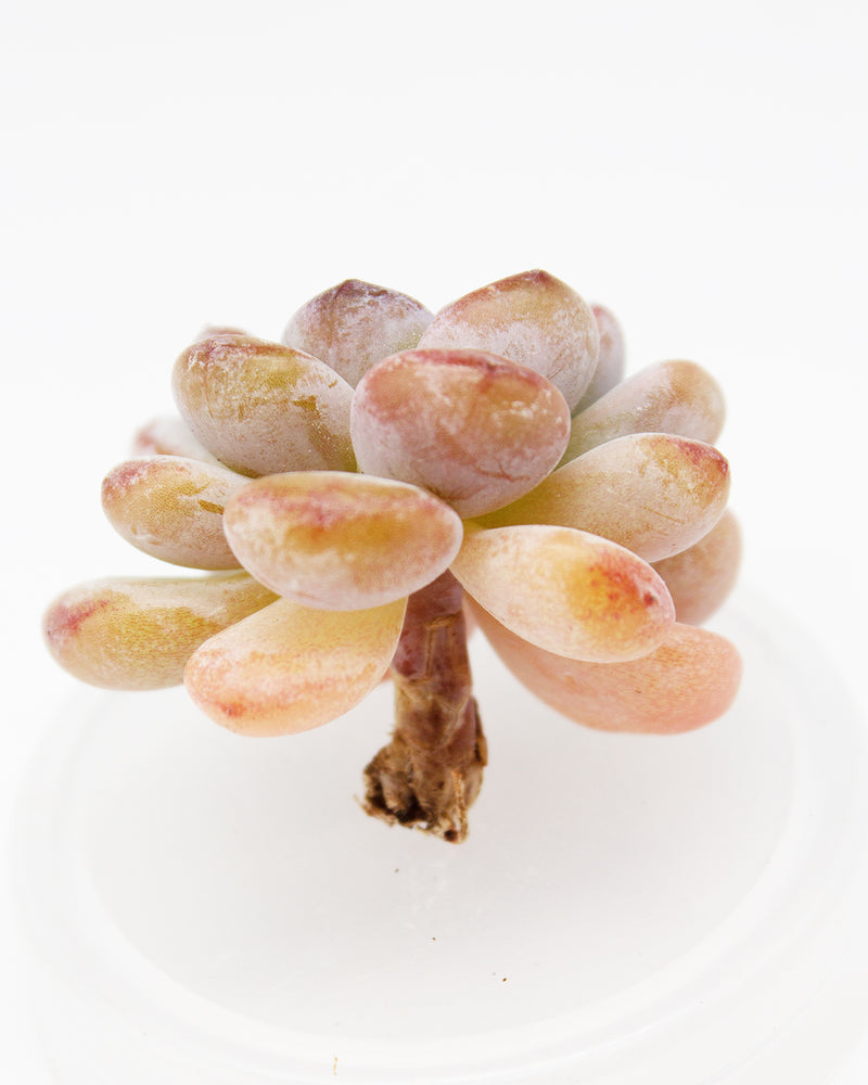 Echeveria Star Snow