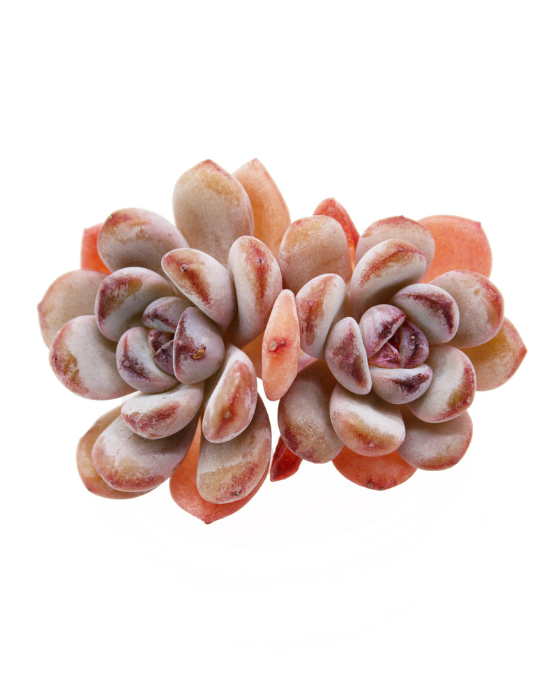 Echeveria Star Snow