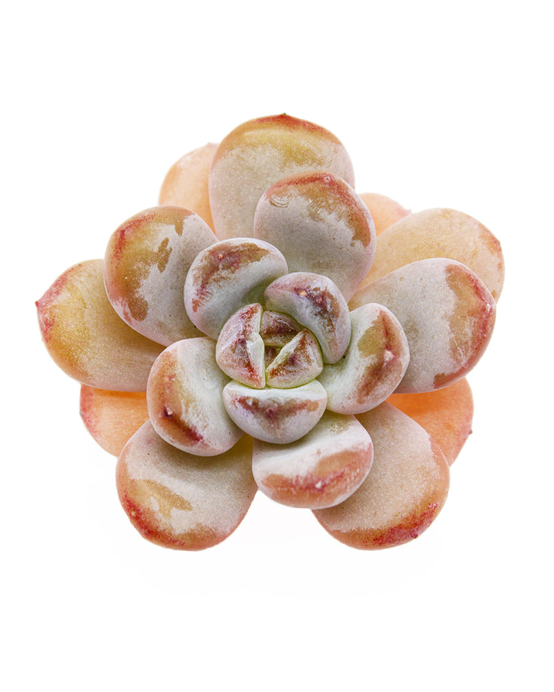 Echeveria Star Snow