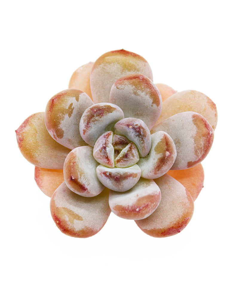 
                
                    Load image into Gallery viewer, Echeveria Star Snow
                
            
