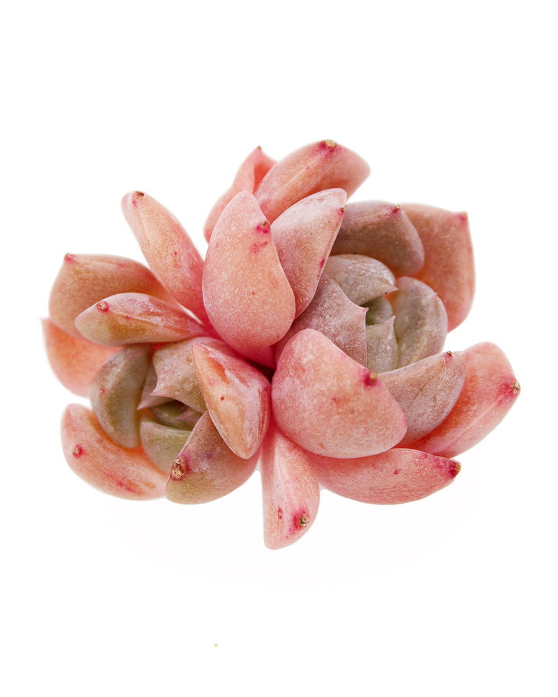 Echeveria Star Fire