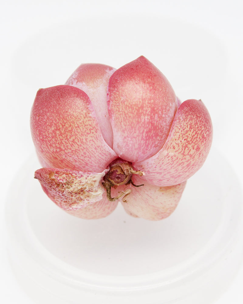 Echeveria Strawberry Macaron