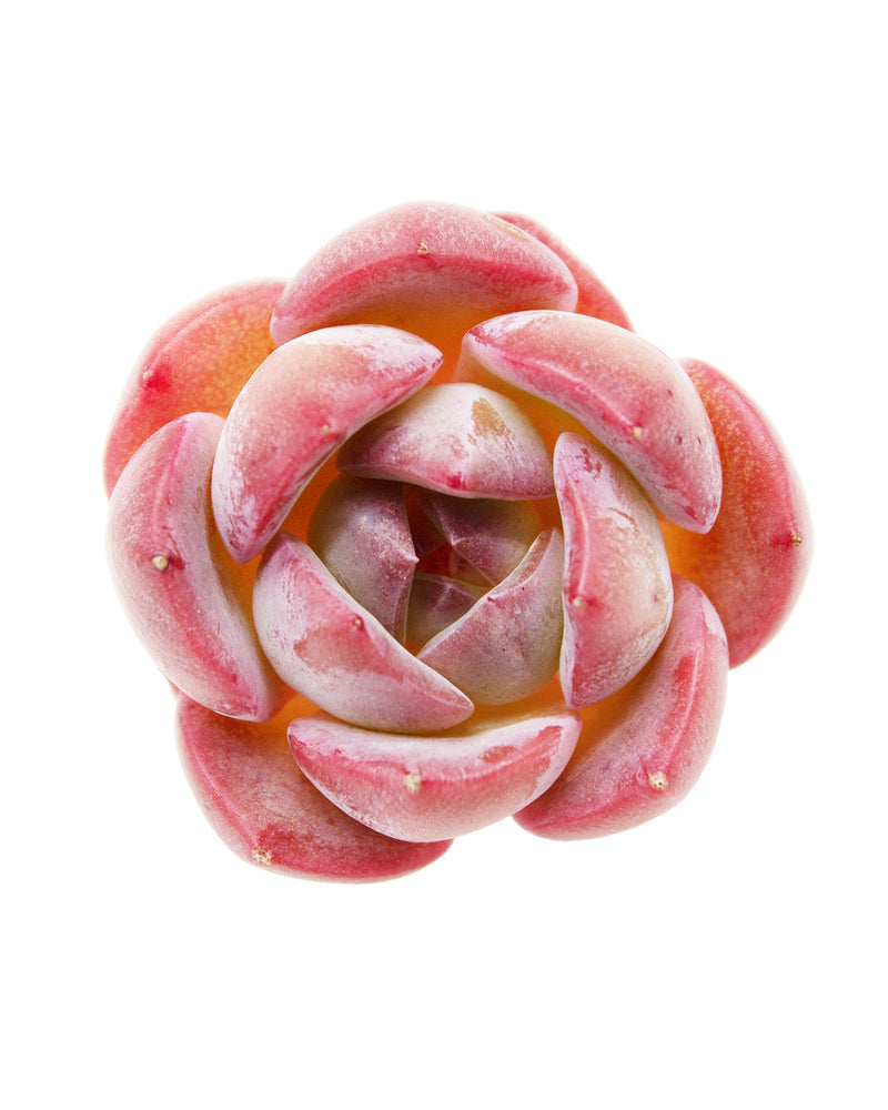 Echeveria Strawberry Macaron